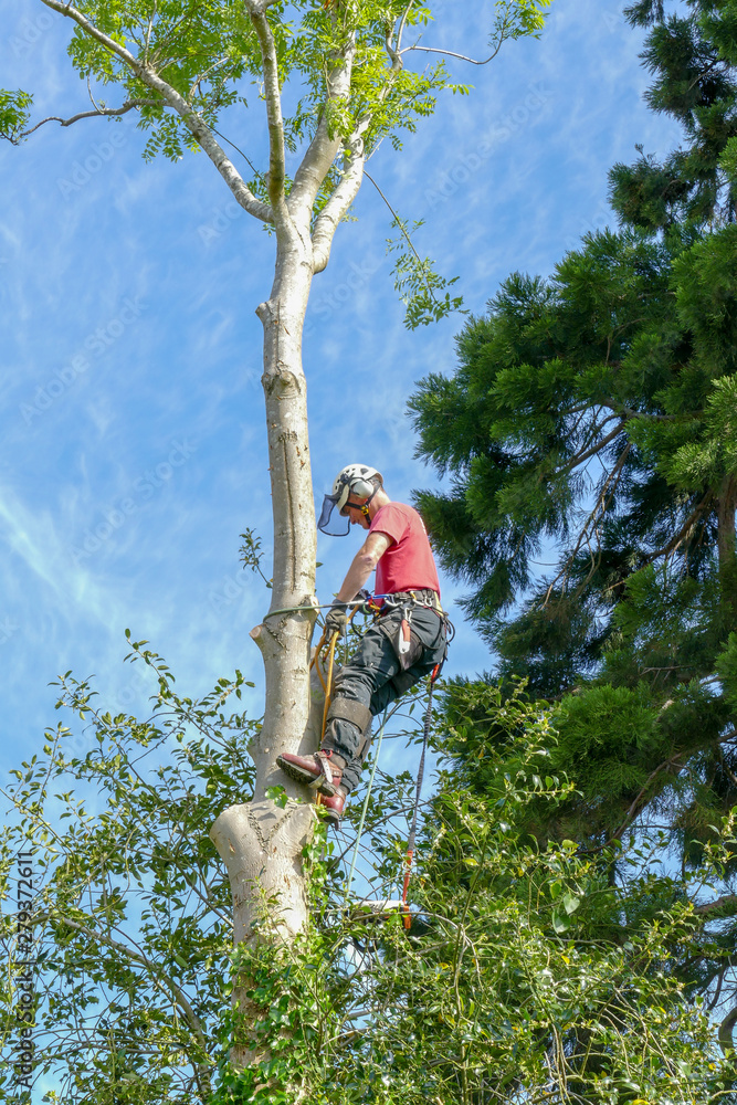 Wall mural tree surgeon or arborist checking safety ropes halfway up a tall tree