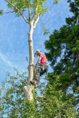 Fototapeta premium Tree Surgeon or Arborist checking safety ropes halfway up a tall tree