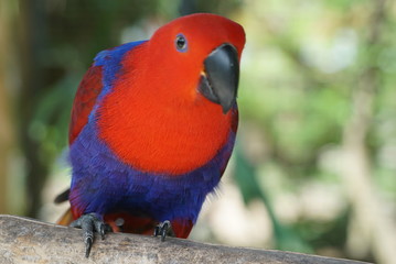 Rare species of birds in Bali. Wild nature.