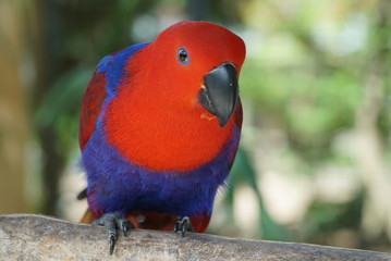 Rare species of birds in Bali. Wild nature.