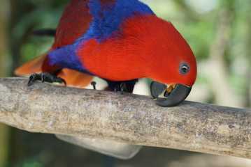 Rare species of birds in Bali. Wild nature.