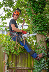 Smiling Arborist or Tree Surgeonwith a chainsaw using safety ropes up a tree.