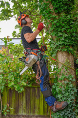 Arborist or Tree Surgeon with chainsaw and safety harness looking to tie his safety rope.