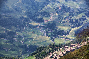 Naklejka premium sapa
