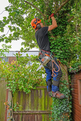 Tree Surgeon or Arborist with a chainsaw tying his safety rope up a tree.