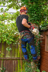 Tree Surgeon or Arborist with a chainsaw roped to a tree.
