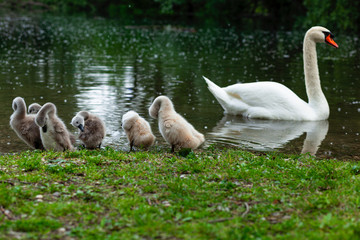 Swan family, mother swimming and six baby swans standing in the green grass by the water