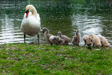 Swan family, mother and six baby swans on the green grass by the water