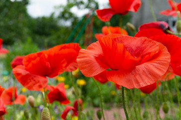 Bright red poppy flowers close up