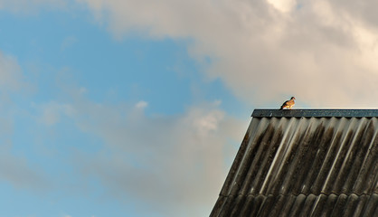 Single pigeon seating on the roof edge an blue sky with clouds background