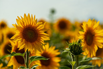 Fototapeta premium Closeup of sunflowers head on the field with blurred background