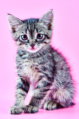Portrait of a small gray striped kitty on a pink background, nice little kitten looking with big eyes at the camera