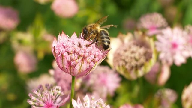 Honey bee close up of proboscis tongue pollinating astrantia flower