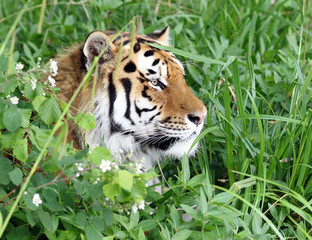 Portrait of an Amur Tiger