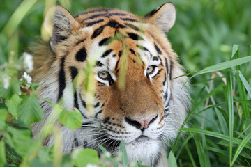 Portrait of an Amur Tiger