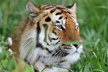 Portrait of an Amur Tiger