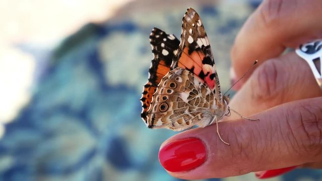 Close-up of a beautiful Painted Lady butterfly (Vanessa cardui) on a female finger. Nature and human. Handheld shot.