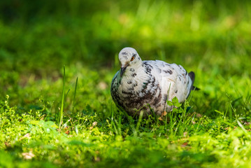 Portrait of a white-gray pigeon walking through the grass in the park.