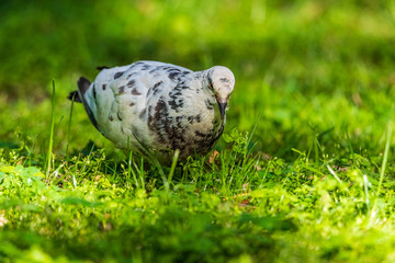 Portrait of a white-gray pigeon walking through the grass in the park.