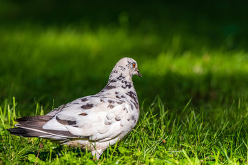 Portrait of a white-gray pigeon walking through the grass in the park.