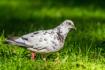 Portrait of a white-gray pigeon walking through the grass in the park.