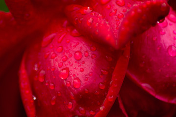 petals of a beautiful red rose