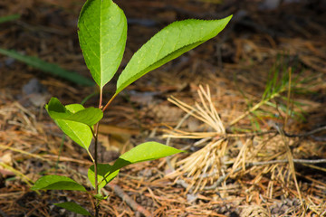 young tree in the woods in the sun