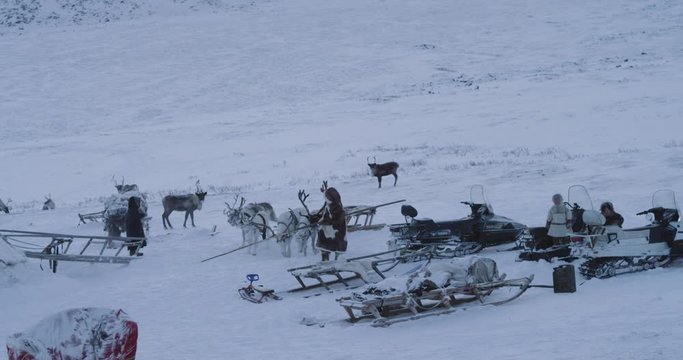 Reindeers in a camp of yurts in the middle of Siberia , man and children spending a day out , playing , they have a healthy life in the middle of tundra