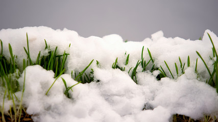 Melting snow on green grass close up, warm spring day, rebirth of life concept - Powered by Adobe