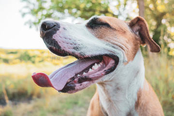 Happy dog in the nature with closed eyes. Helathy cute staffordshire terrier with tongue sticking...