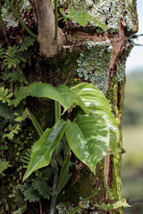planta en arbol