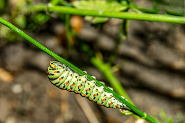 Caterpillar on a green branch, macro photo of an insect eating.