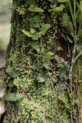 plantas, hojas sobre &aacute;rbol