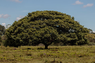 &Aacute;rbol grande