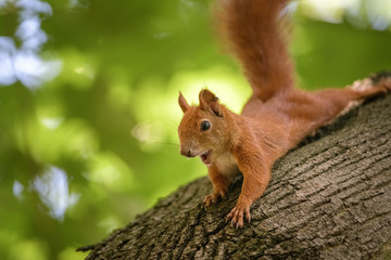 Yawning and Stretching Red Squirrel - 279377070