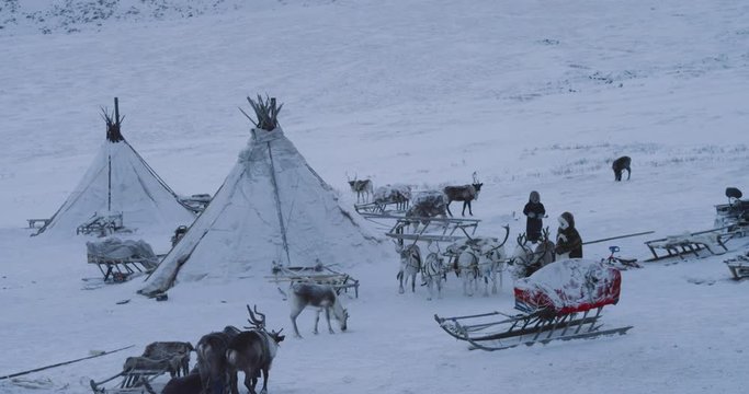 Big camp of yurts , with lots of reindeers and people around them , typical day of Siberian people