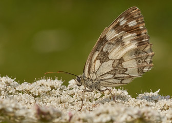 Schachbrettfalter, Weibchen