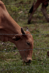 cabeza de vaca detr&aacute;s de alambre