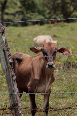 ternero mirando fijamente