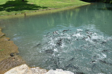 Dogwood Canyon - Branson, MO June 2019