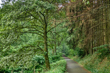 Fototapeta na wymiar A tarred footpath and cycle path leading through a beautiful green forest with fresh lush foliage