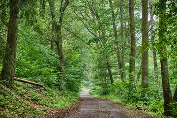 Fototapeta premium A tarred footpath and cycle path leading through a beautiful green forest with fresh lush foliage
