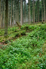 Beautiful idyllic German forest scenery