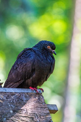 A portrait of a black pigeon very close up with a very blurred background.