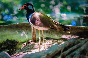  Red-wattled Lapwing