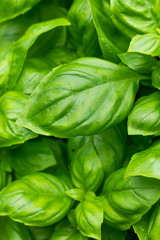 Raw Green Organic Basil Plant