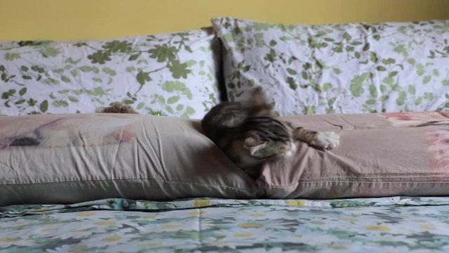gatto che gioca sul letto, cat playing on the bed