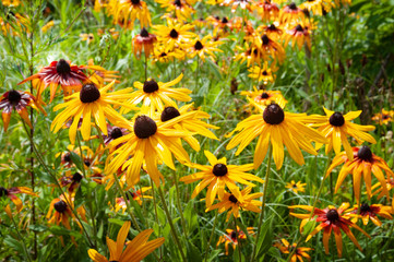 Wet flowers of yellow rudbeckia. A lot of wet blooming flowers of yellow rudbeckia (black-eyed susan) flower garden in the summer garden.
