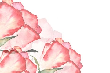 tea rose simple watercolor drawing - illustration