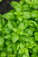 Raw Green Organic Basil Plant
